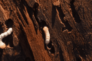 larve di tarli nel legno