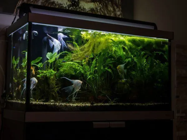 Scopri di più sull'articolo Come Traslocare un Acquario Senza Stressare i Pesci